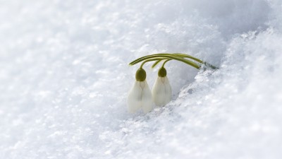 گل-برف-برفی-سفید